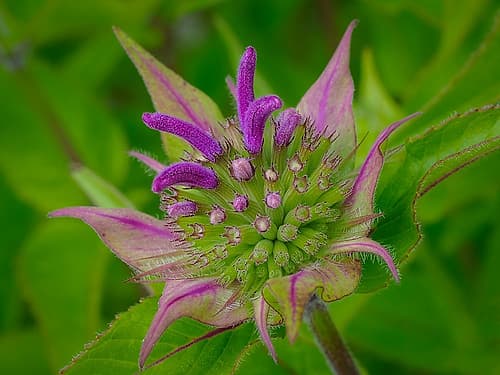 Usa-Washington State-Bellevue. Pink bergamot flower-also known as bee balm close-up Art Print by Merrill Images